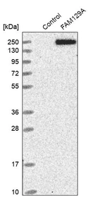 Western blot analysis in control (vector only transfected HEK293T lysate) and FAM129A over-expression lysate (Co-expressed with a C-terminal myc-DDK tag (~3.1 kDa) in mammalian HEK293T cells, LY409367).
