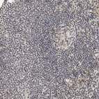 Immunohistochemical staining of human lymph node shows no positivity in non-germinal center cells as expected.