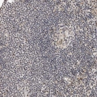 Immunohistochemical staining of human lymph node shows no positivity in non-germinal center cells as expected.