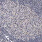 Anti-FGFR4 Antibody