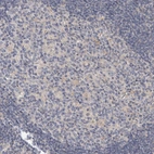 Immunohistochemical staining of human lymph node shows very weak positivity in germinal center cells as expected.