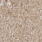 Immunohistochemical staining of human pancreas shows moderate nuclear positivity in exocrine glandular cells.