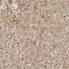 Immunohistochemical staining of human pancreas shows moderate nuclear positivity in exocrine glandular cells.