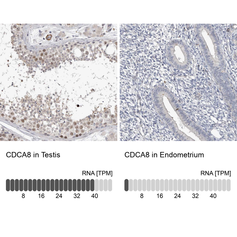 Anti-CDCA8 Antibody