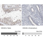 Anti-CDCA8 Antibody