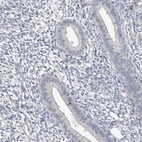Immunohistochemical staining of human endometrium shows low expression as expected.