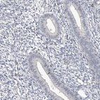 Immunohistochemical staining of human endometrium shows low expression as expected.