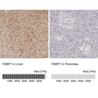 Immunohistochemistry analysis in human liver and pancreas tissues using HPA028275 antibody. Corresponding FABP1 RNA-seq data are presented for the same tissues.