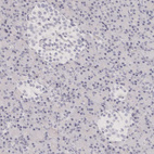 Immunohistochemical staining of human pancreas shows no positivity in exocrine glandular cells and islets of Langerhans as expected.