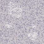Immunohistochemical staining of human pancreas shows no positivity in exocrine glandular cells and islets of Langerhans as expected.