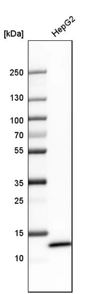 Western blot analysis in human cell line HepG2.