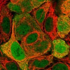 Immunofluorescent staining of human cell line CACO-2 shows localization to nucleoplasm & cytosol.
