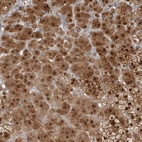 Immunohistochemical staining of human adrenal gland shows high expression.