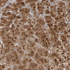 Immunohistochemical staining of human adrenal gland shows high expression.