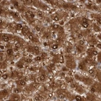 Immunohistochemical staining of human liver using Anti-RBKS antibody HPA028285.