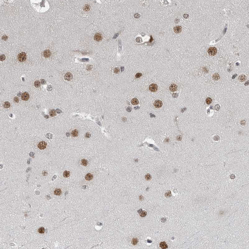 Anti-C8orf58 Antibody