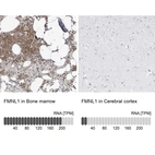 Anti-FMNL1 Antibody