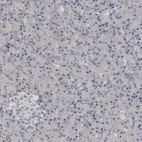 Immunohistochemical staining of human pancreas shows no positivity in exocrine glandular cells as expected.