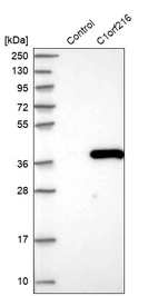 Western blot analysis in control (vector only transfected HEK293T lysate) and C1orf216 over-expression lysate (Co-expressed with a C-terminal myc-DDK tag (~3.1 kDa) in mammalian HEK293T cells, LY407621).