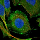 Immunofluorescent staining of human cell line U-2 OS shows localization to plasma membrane.