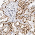 Immunohistochemical staining of human kidney shows high expression.