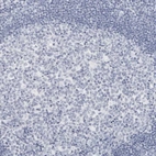Immunohistochemical staining of human lymph node shows low expression as expected.