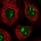 Immunofluorescent staining of human cell line A-431 shows localization to nucleus & nucleoli.