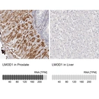 Anti-LMOD1 Antibody