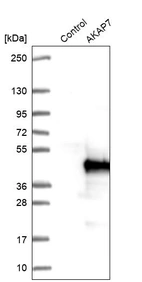 Western blot analysis in control (vector only transfected HEK293T lysate) and AKAP7 over-expression lysate (Co-expressed with a C-terminal myc-DDK tag (~3.1 kDa) in mammalian HEK293T cells, LY429496).
