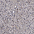Immunohistochemical staining of human pancreas shows low expression as expected.