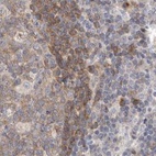 Immunohistochemical staining of human lymph node using Anti-RALGPS2 antibody HPA028328.