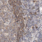 Immunohistochemical staining of human lymph node using Anti-RALGPS2 antibody HPA028328.