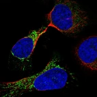 Immunofluorescent staining of human cell line U-2 OS shows localization to mitochondria.
