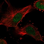 Immunofluorescent staining of human cell line U-251MG shows localization to nucleoplasm.