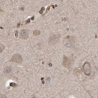 Immunohistochemical staining of human cerebral cortex using Anti-CEP350 antibody HPA028355.