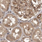 Immunohistochemical staining of human kidney using Anti-CEP350 antibody HPA028355.