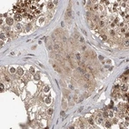 Immunohistochemical staining of human testis using Anti-CEP350 antibody HPA028357.