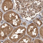 Immunohistochemical staining of human kidney using Anti-CEP350 antibody HPA028357.