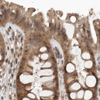 Immunohistochemical staining of human colon using Anti-CEP350 antibody HPA028357.