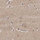 Immunohistochemical staining of human cerebral cortex using Anti-CEP350 antibody HPA028357.
