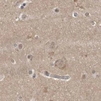 Immunohistochemical staining of human cerebral cortex using Anti-CEP350 antibody HPA028357.