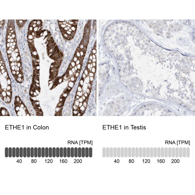 Anti-ETHE1 Antibody