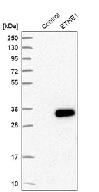 Western blot analysis in control (vector only transfected HEK293T lysate) and ETHE1 over-expression lysate (Co-expressed with a C-terminal myc-DDK tag (~3.1 kDa) in mammalian HEK293T cells, LY402306).