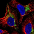 Immunofluorescent staining of human cell line U-2 OS shows localization to mitochondria.