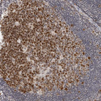 Immunohistochemical staining of human lymph node shows moderate nuclear positivity in germinal center cells.
