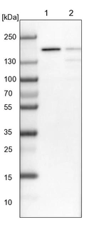 Lane 1: NIH-3T3 cell lysate (Mouse embryonic fibroblast cells)_br/_Lane 2: NBT-II cell lysate (Rat Wistar bladder tumour cells)