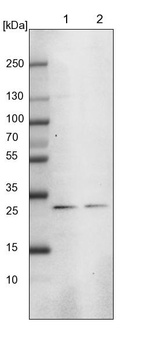 Lane 1: NIH-3T3 cell lysate (Mouse embryonic fibroblast cells)_br/_Lane 2: NBT-II cell lysate (Rat Wistar bladder tumour cells)
