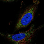 Anti-ATPAF1 Antibody