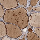 Anti-DNAJB4 Antibody