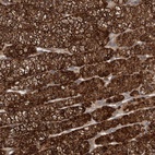 Anti-DNAJB4 Antibody